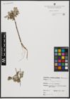 Foto von Salix aegyptiaca L.
